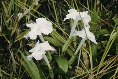 Escobedia grandiflora