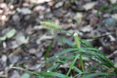 Carex erinacea