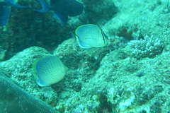 Chaetodon guttatissimus