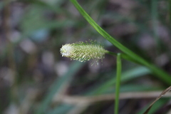 Carex erinacea
