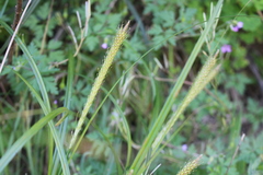 Carex phleoides