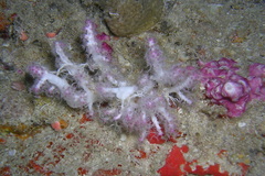 Chironephthya