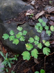 Thalictrum strigillosum