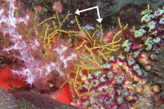Melithaea variabilis