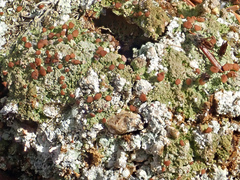 Trapeliopsis granulosa