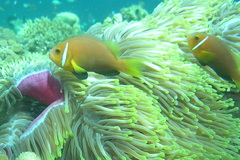 Amphiprion nigripes