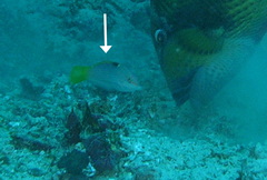 Halichoeres hortulanus