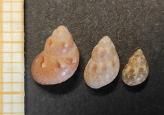 Tricolia tenuis