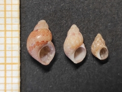 Tricolia tenuis