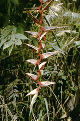 Heliconia griggsiana