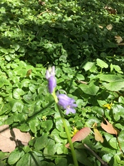 Hyacinthoides non-scripta