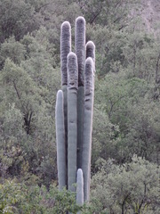 Cephalocereus senilis