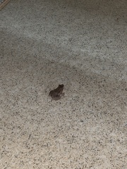 Leptodactylus petersii