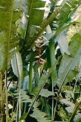 Heliconia griggsiana