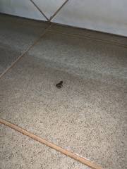 Leptodactylus petersii