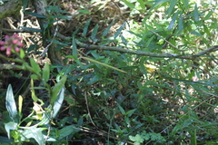Carex phleoides