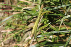 Carex phleoides