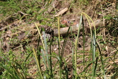Carex phleoides