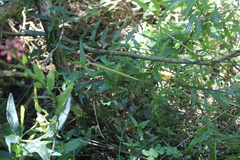 Carex phleoides