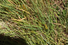 Carex bracteosa