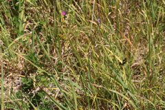 Carex bracteosa