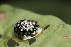 Charidotis auroguttata