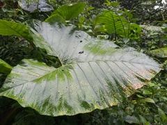 Xanthosoma undipes