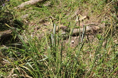 Carex phleoides