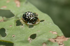 Charidotis auroguttata