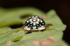 Charidotis auroguttata