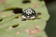 Charidotis auroguttata