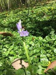 Hyacinthoides non-scripta