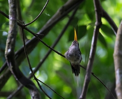 Phaethornis eurynome