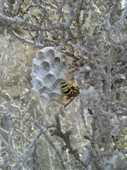 Polistes dominula