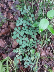 Thalictrum strigillosum