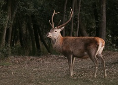Cervus elaphus italicus