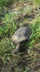 Hydromedusa tectifera