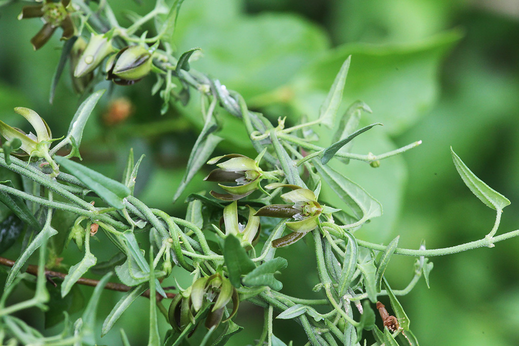 Falfurrias Milkvine