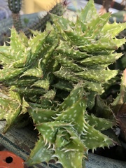 Aloe juvenna