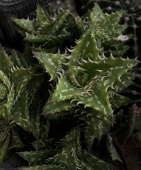 Aloe juvenna