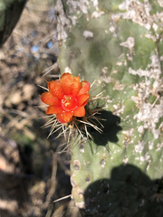 Consolea moniliformis