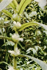 Columnea mastersonii