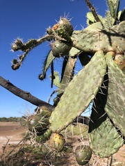 Consolea moniliformis