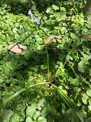 Hyacinthoides non-scripta