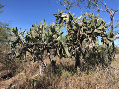 Consolea moniliformis