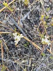 Stylidium guttatum