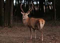 Cervus elaphus italicus
