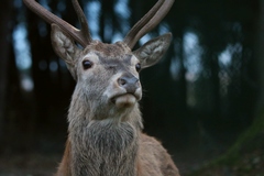 Cervus elaphus italicus