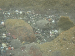 Abudefduf concolor