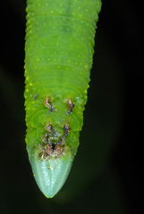 Lagarta (Protambulyx strigilis)